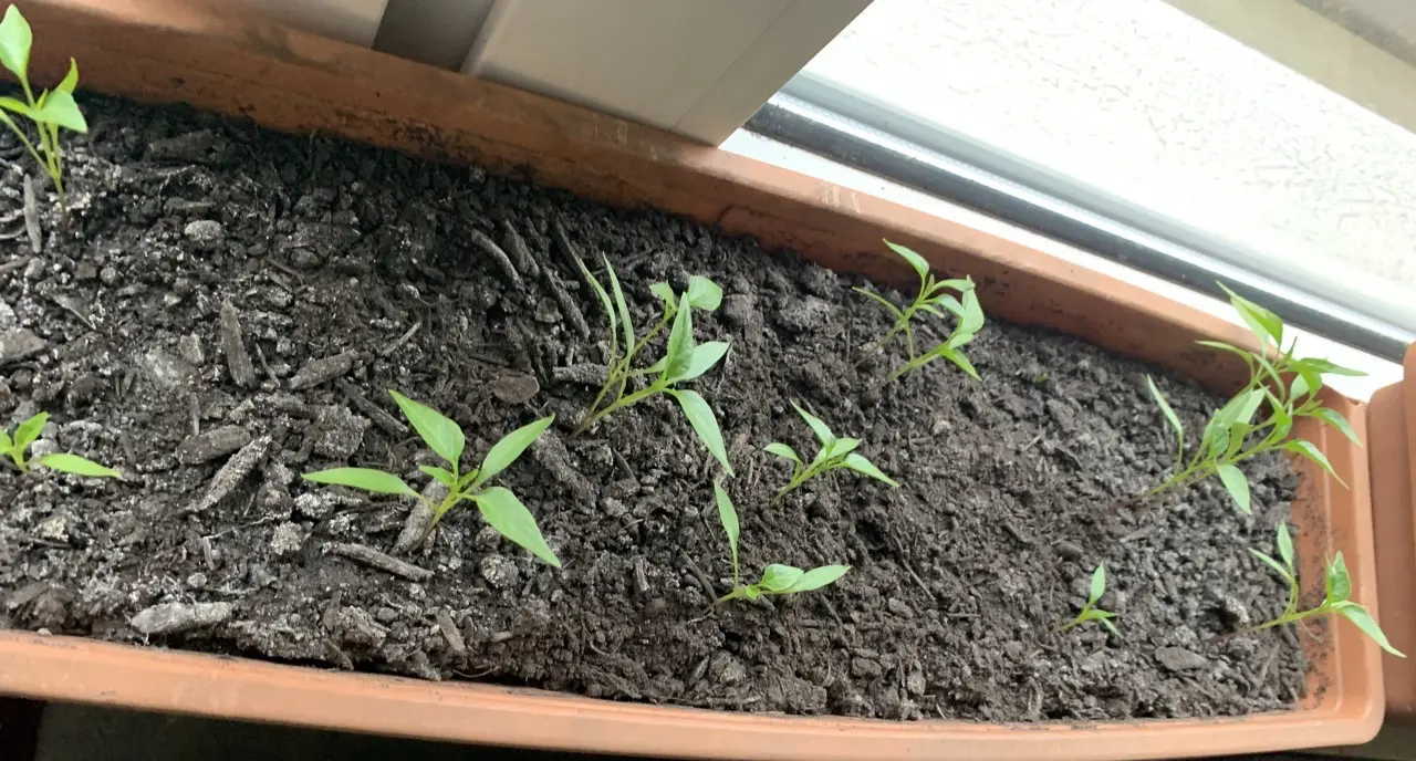 chili saplings